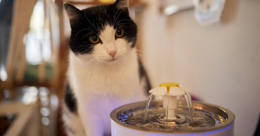 Are Water Fountains Noisy for Cats? (Complete Guide for Pet Parents)