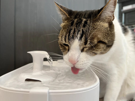 How Often Should I Clean My Cat Water Fountain? (Vet-Backed Guide)
