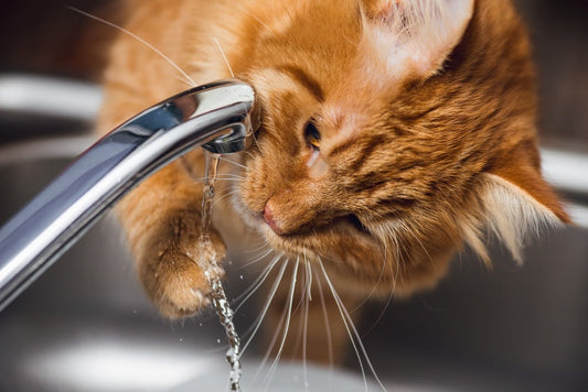🐱 Do Cats Prefer Moving Water? (And Why It Matters for Their Health)