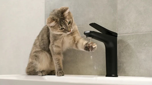 Do Cats Prefer Moving Water? (Vet-Backed Guide)