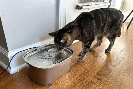 Do Vets Recommend Cat Water Fountains? (Vet Insights 2025)