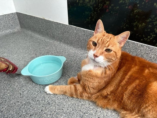 How to Get My Cat to Drink More Water? (Vet-Approved Tips)