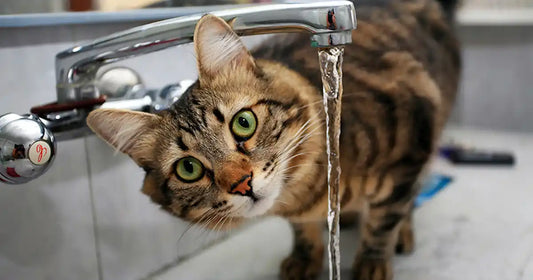 Is Tap Water Safe for Cats? (Vet-Backed Guide)