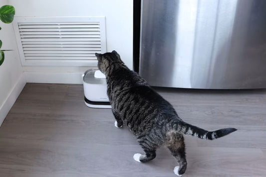 Why Won’t My Cat Drink From a Fountain? (Complete Guide for Cat Parents)