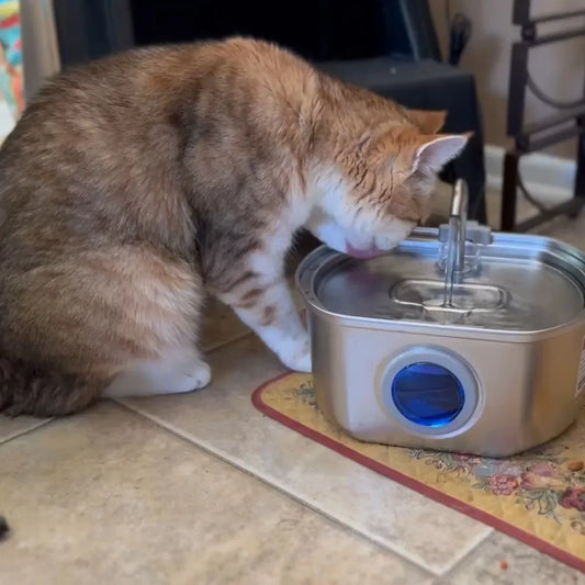 The Hidden Dangers of Dehydration in Cats