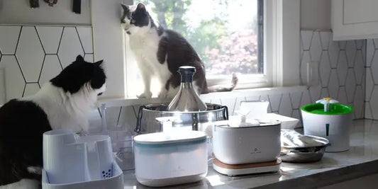 Top 10 Cat Water Fountain Reviews: Which One Is Right for Your Cat?