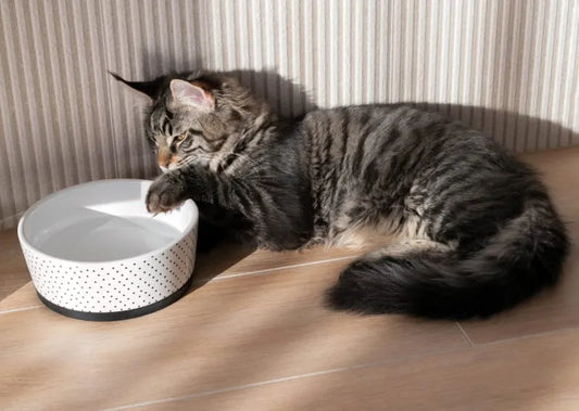 How Much Water Should My Cat Drink Daily? A Vet-Approved Guide