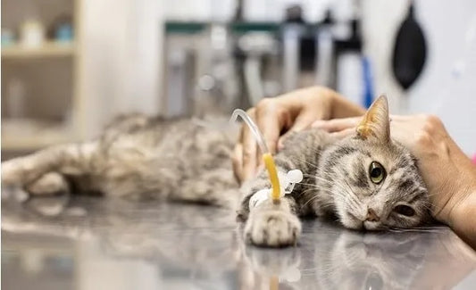 Best Diet for Cats with Kidney Disease: Foods to Avoid & What to Feed Instead