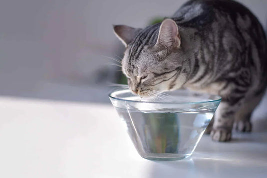 Why Water Bowls Fail Cats: The Hidden Danger of Dehydration