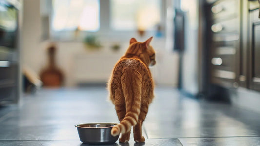Cat drinking from AquaPurr water fountain – better hydration for cats