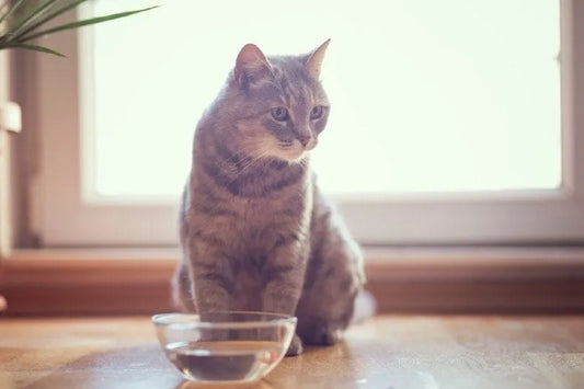 5 Common Cat Health Myths Every Owner Should Stop Believing