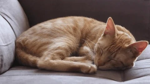The Cat Who Hid Her Pain: Why Bella’s Story Matters