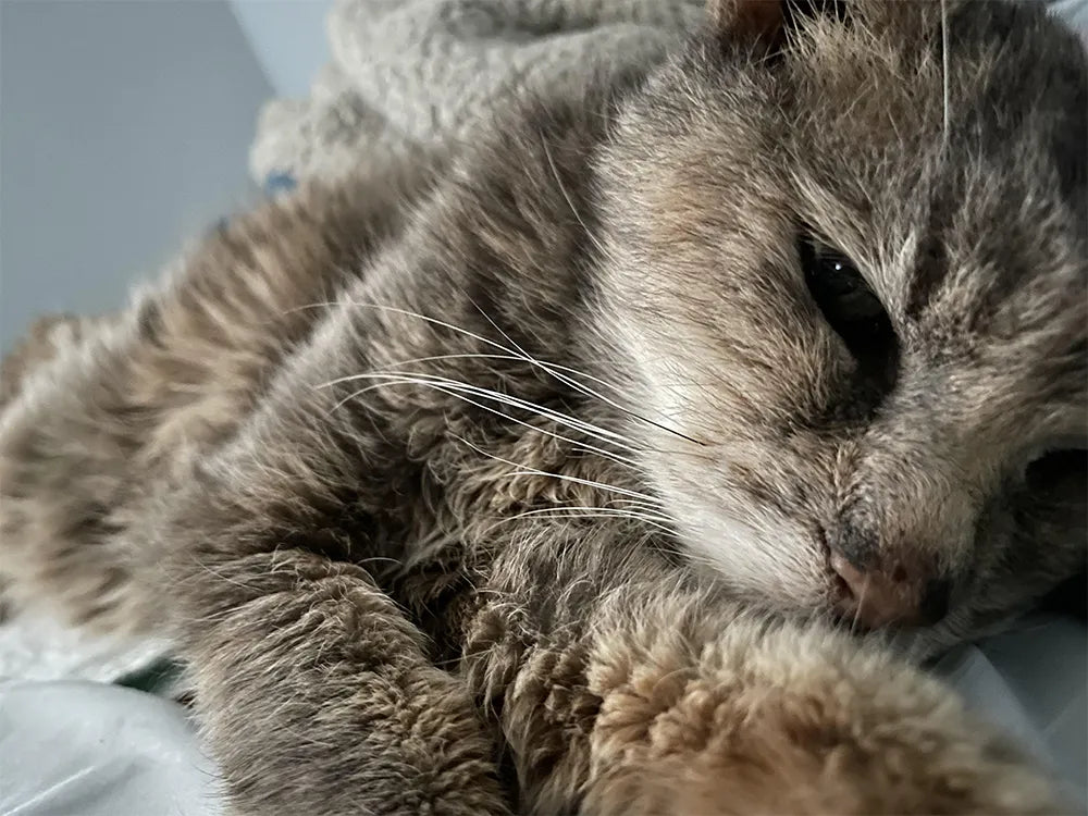 Urinary Tract Issues in Cats: The Hidden Link to Water Intake
