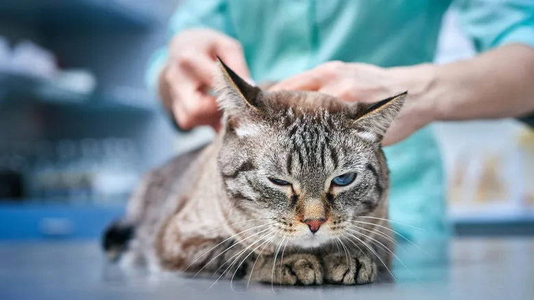 Toby’s Scare: Why Even Young Cats Aren’t Safe from Urinary Blockages