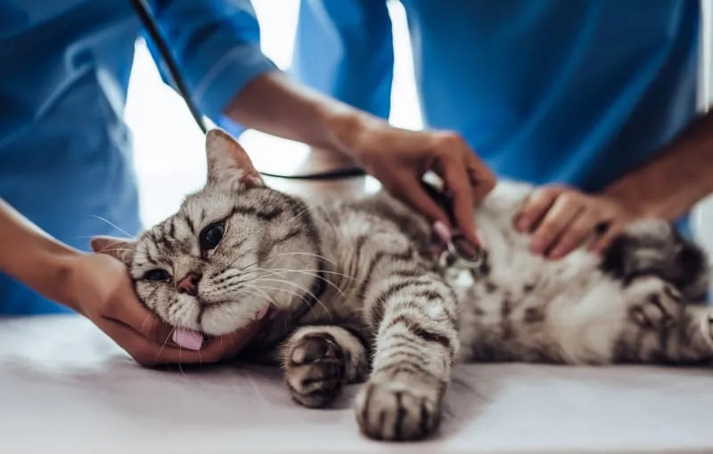 How Much Water Should a Cat Drink Daily? (A Vet-Backed Guide for Cat Owners)