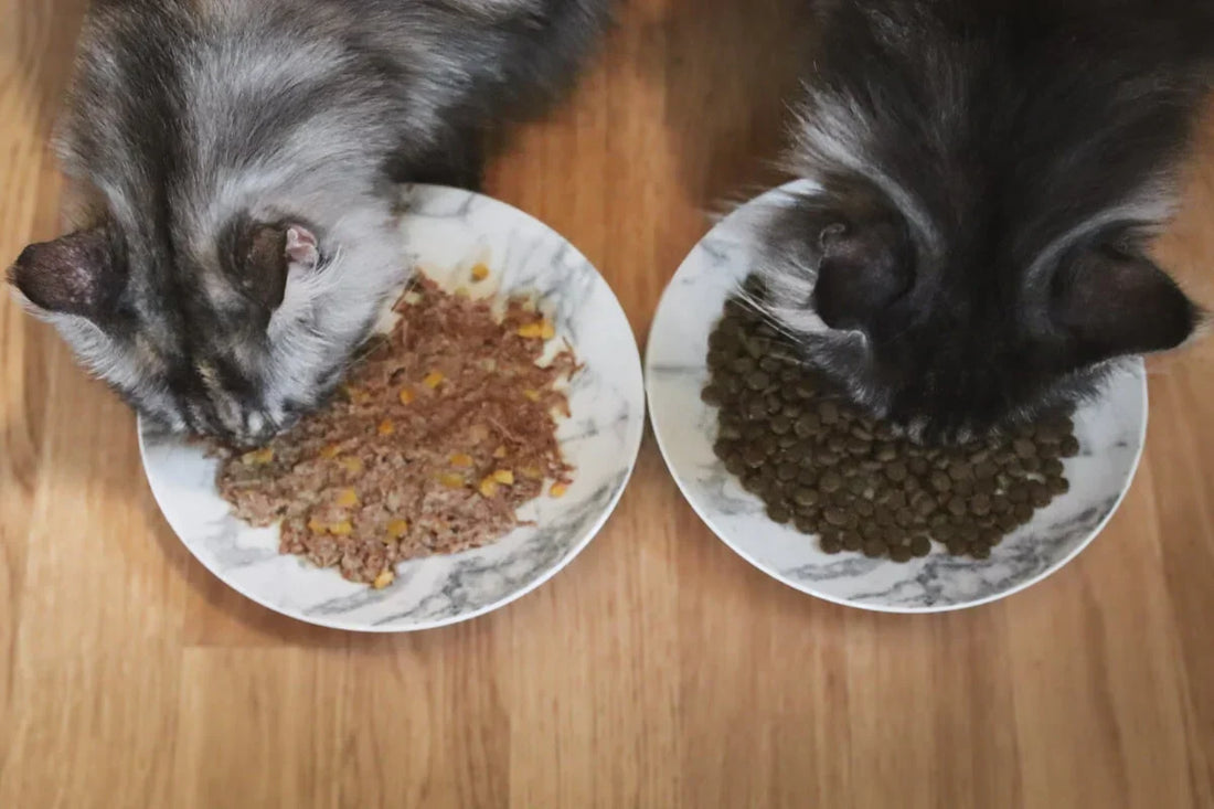 Wet Food vs. Dry Food: How Diet Impacts Your Cat’s Hydration
