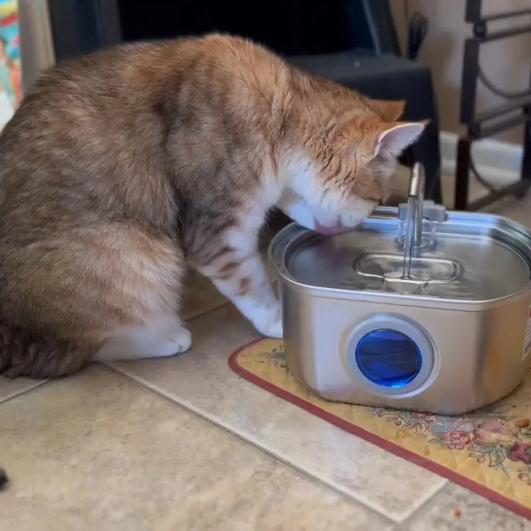 The Hidden Dangers of Dehydration in Cats