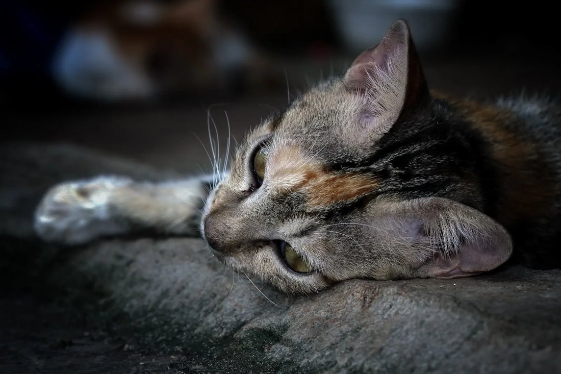 The Long-Term Risks of Cat Dehydration: What Every Pet Parent Must Know