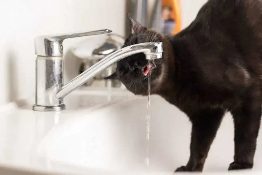 The Silent Struggles of Senior Cats: How Proper Hydration Can Add Years to Their Lives