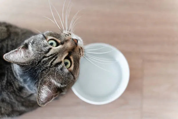 Signs of Dehydration in Cats Every Owner Should Know