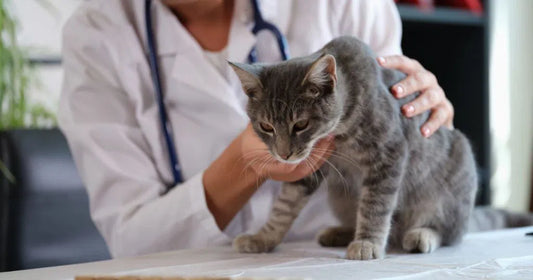 The Silent Struggle: Why Cats Hide Their Thirst (And How AquaPurr Changes Everything)