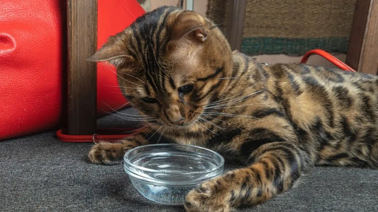 Why Water Bowls Fail: The Silent Killer of Indoor Cats