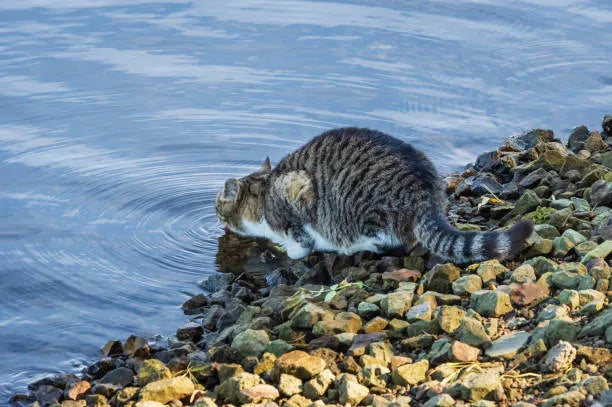 Natural Ways to Encourage Your Cat to Drink More Water