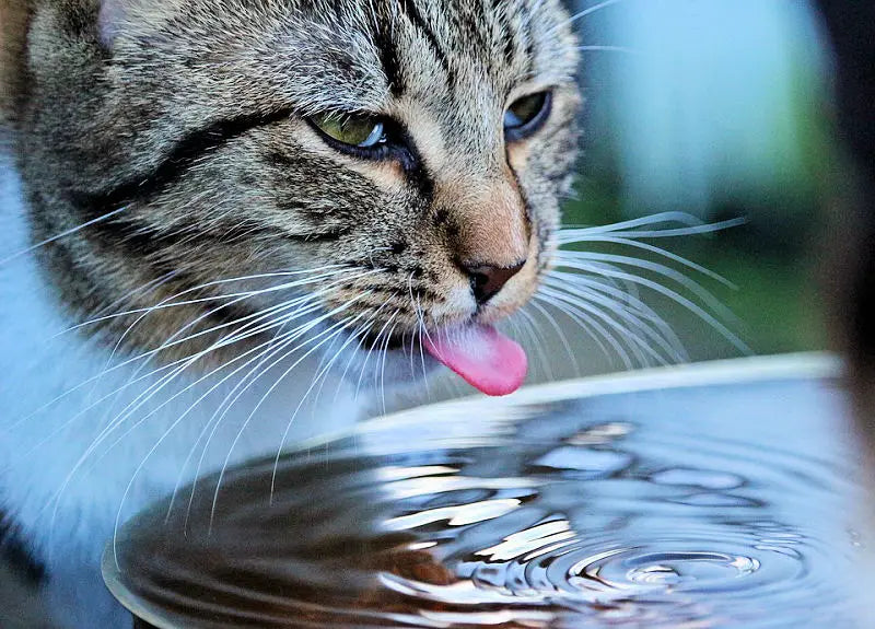 Why Cats Avoid Standing Water & Prefer Flowing Water