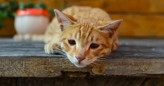 Cat drinking fresh water from AquaPurr fountain – promoting hydration