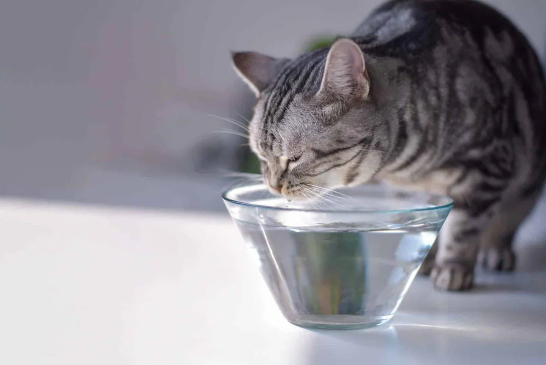 Why Water Bowls Fail Cats: The Hidden Danger of Dehydration