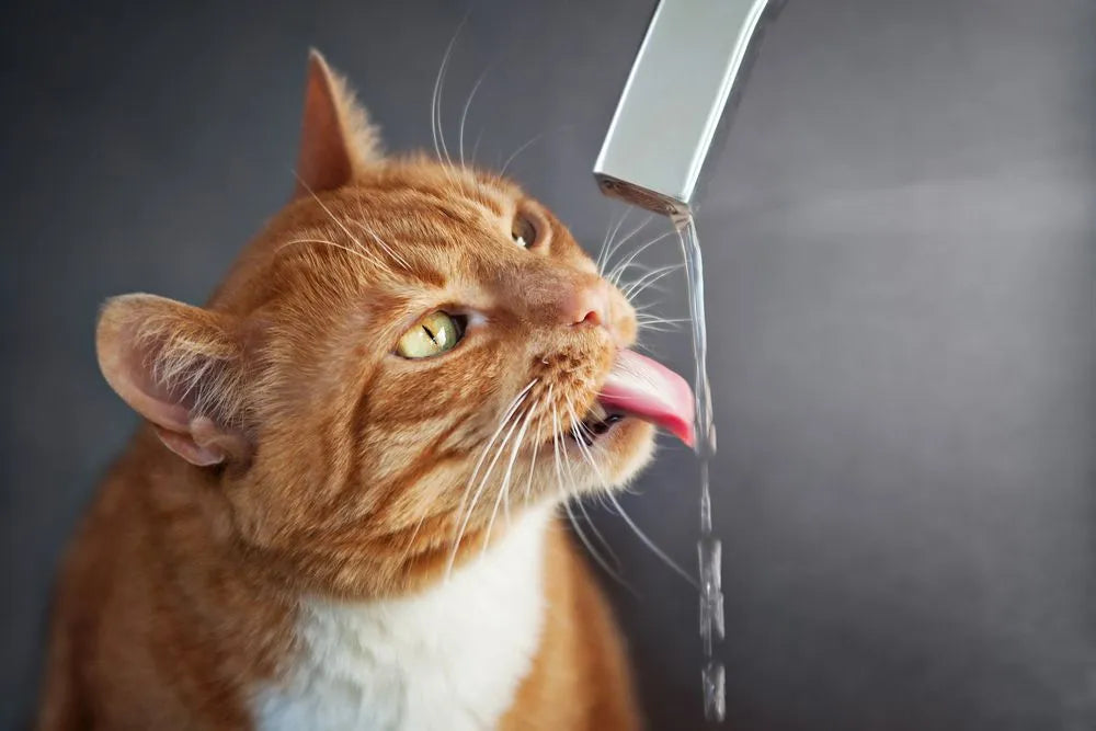 From Kitten to Senior: How AquaPurr Supports Every Stage of Your Cat’s Life