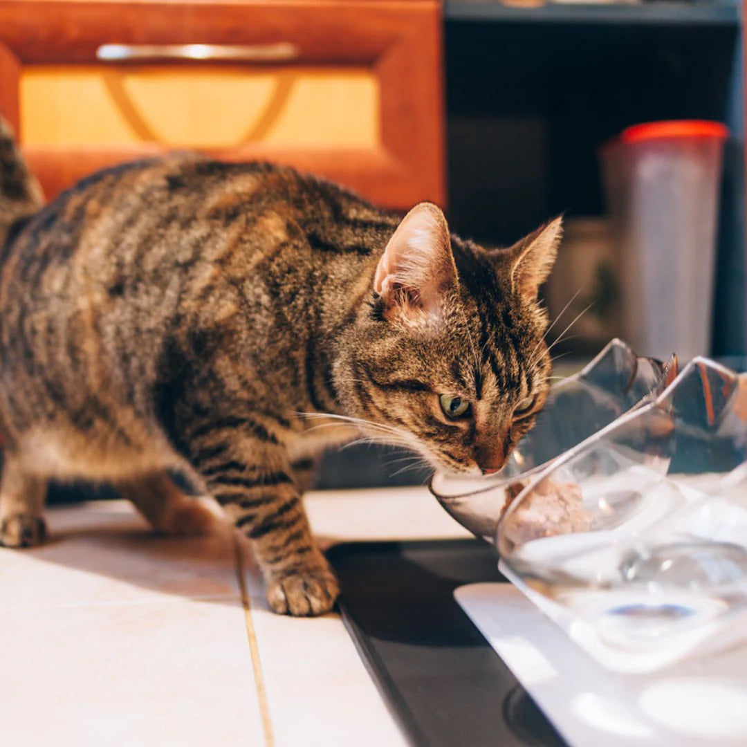 PurrBowl™ Orthopedic Anti-Vomiting Cat Feeder